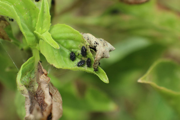 Insektenschädlinge vernichten Basilikum im Garten, bis die gelben Blätter trocken sind - Foto, Bild