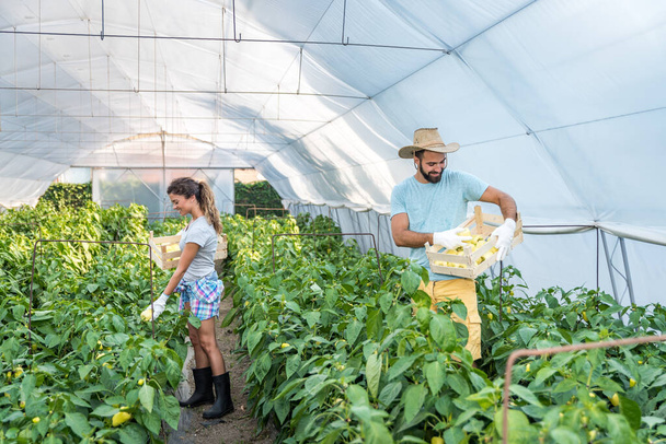 Young satisfied family couple picking pepper in the baskets in the greenhouse and smiling for vegetables they planted as small business and turning to the healthy and natural growing organic food - Zdjęcie, obraz