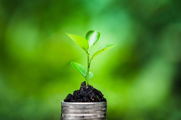 De groei van planten op de stapel van munten op groene achtergrond, het opslaan van ideeën en investeren in het bedrijfsleven - Foto, afbeelding