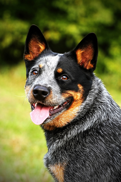 cachorrinho de cão de gado australiano
 - Foto, Imagem