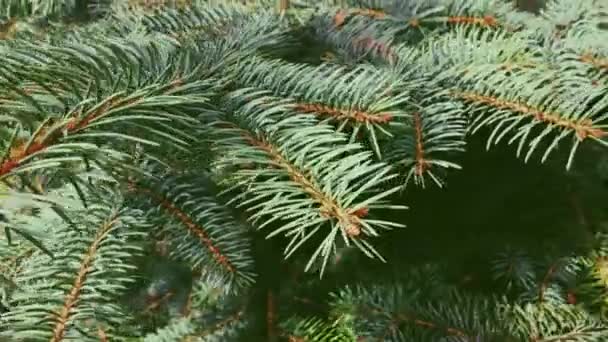 Fir boom tak close-up, als natuur, kerstvakantie en groenblijvende planten achtergrond - Video