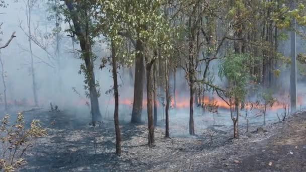 Crisi climatica. Fiamma e fumo nel parco nazionale. Distruzione della foresta pluviale da parte del fuoco di superficie. Filmato 4k - Filmati, video