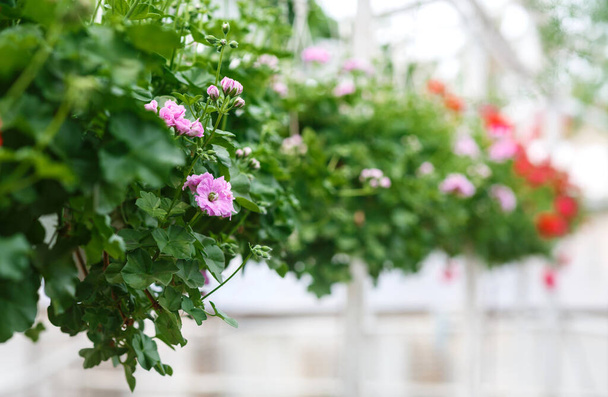Современная теплица для выращивания растений. Розовые и красные цветы с листьями в горшках, свисающих с потолка в интерьере
 - Фото, изображение