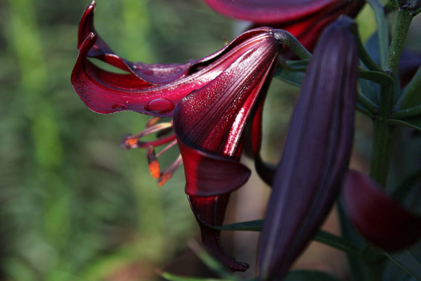 close up color lily flower in the garden background - Foto, Imagem