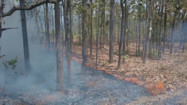 Klímaválság. Láng és füst a nemzeti parkban. Az esőerdők elpusztítása a Felszíni Tűz által. 4k. felvétel - Felvétel, videó