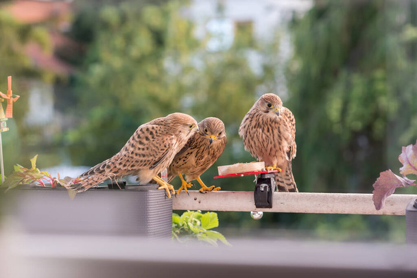 Falcon tinnunculus young in the city. Feeding._. - Photo, Image
