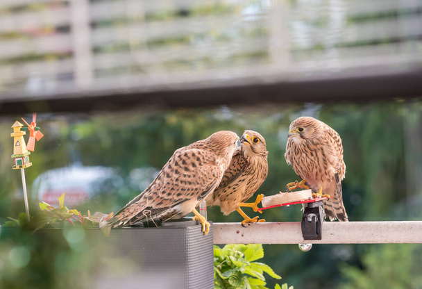 Falcon tinnunculus young in the city. Feeding._. - Photo, Image
