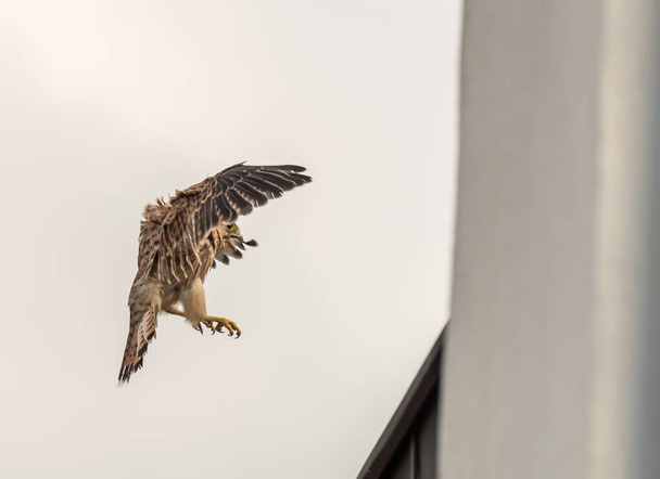 Falcon tinnunculus jong in de stad. Voeren.. - Foto, afbeelding
