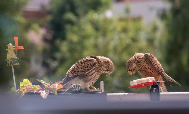 Falcon tinnunculus jong in de stad. Voeren.. - Foto, afbeelding