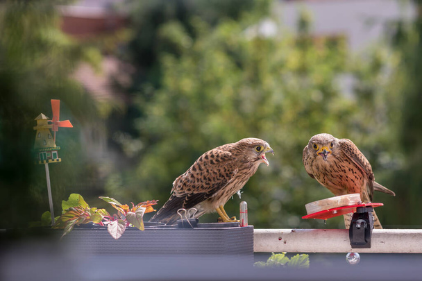 Falcon tinnunculus fiatal a városban. Táplálkozás.. - Fotó, kép