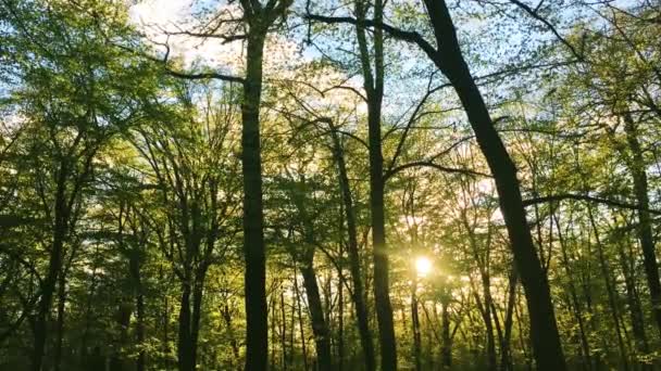Aurinko paistaa puiden latvojen läpi metsämaisemassa, vihreissä lehdissä auringonlaskun aikaan, luonnonympäristössä ja luonnossa - Materiaali, video