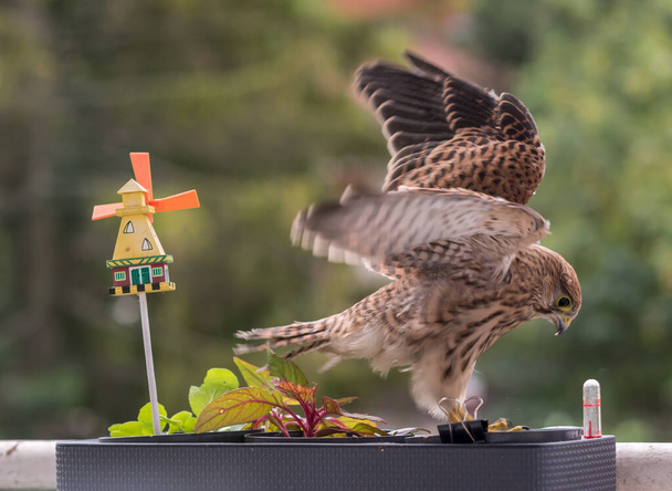 Falcon Tinnunculus şehirde genç. Besleniyor.. - Fotoğraf, Görsel