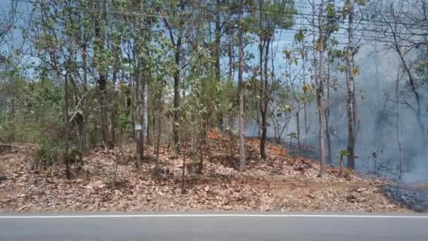 A klímaválság. Földi tűz a nemzeti parkban, míg a száraz évszak, az autó halad az út mentén a kamera előtt. Az esőerdők elpusztítása erdőtüzek által. 4K keretek - Felvétel, videó