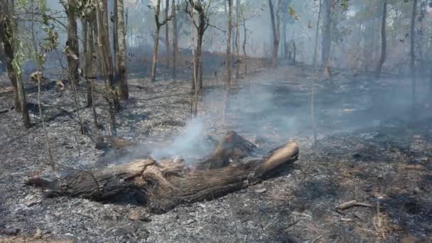 Crisis climática. Llama y humo en el parque nacional. Destrucción de la selva tropical por fuego superficial. Filmación 4k - Metraje, vídeo