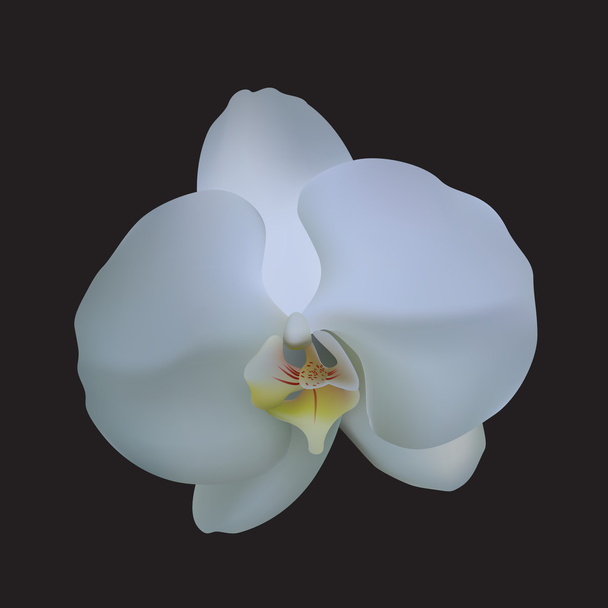 Orchid. - Vector, Image