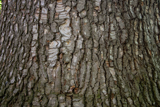 The texture of the tree bark - Foto, afbeelding