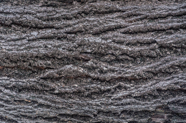 The texture of the tree bark - Foto, Imagem