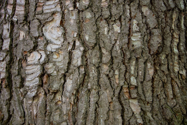 The texture of the tree bark - Foto, Imagem
