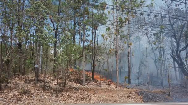 İklim krizi. Kurak mevsimde, ulusal parkta yer yangını. Araba yol boyunca kameranın önünde gidiyor. Orman yangınlarıyla yağmur ormanlarının yok edilmesi. 4K çerçeve - Video, Çekim