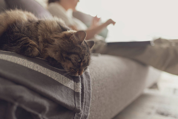 Lovely cat lying down on the couch at home and resting next to its owner - Foto, Imagem