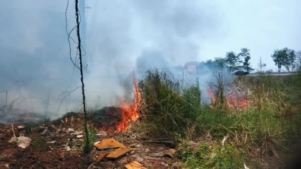 Bushfire near road in national park. Climate change crisis. Dry vegetation fire in dry season. Fotage 4k - Footage, Video
