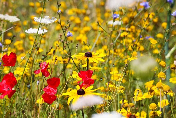 Крупный план изолированного цветка желтого конфлора (rudbeckia) на диком цветочном поле. Размытый фон с красными кукурузными щенками (Papaver) и гимном. (фокус на цветок в центре
) - Фото, изображение