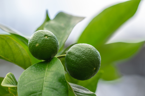 Limon, tipik olarak yuvarlak, yeşil renkte, 3,6 santimetre çapında ve asitli vazik içerir. - Fotoğraf, Görsel