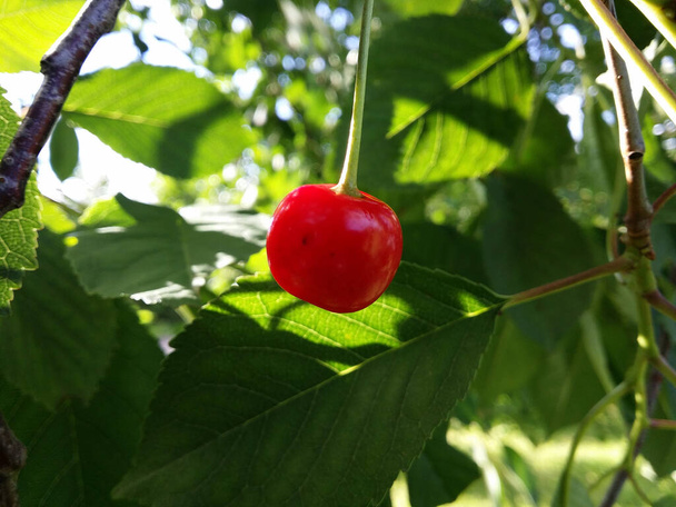 桜の赤い果実は、自分の茂みの緑の木陰にぶら下がっています。写真は茂みの中から日光に向かって撮影されました。熟した果実は内側から光るようです. - 写真・画像