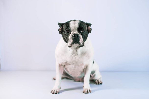 Francia bulldog kutya fekete-fehér színű ül a fehér háttér várja. - Fotó, kép