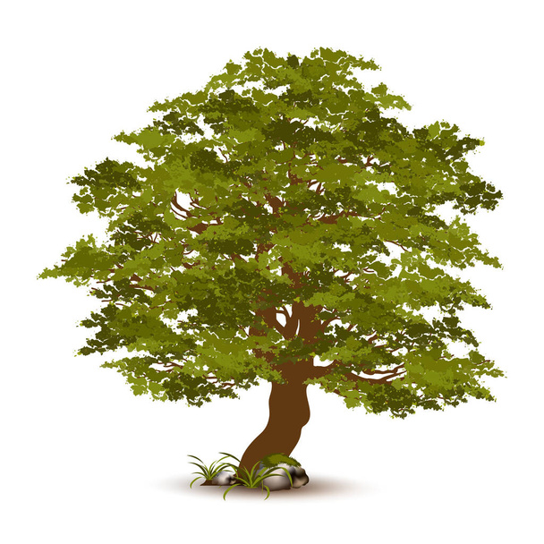 Illustration Realistic Tree Isolated on White Background - Vector.Can be used to design logos or tree charts, as well as prominent backgrounds in your art. - Vector, Image