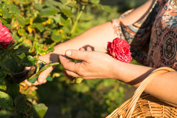 Φροντίδα για τριαντάφυλλα κατά την ανθοφορία. Η γυναίκα κόβει τα λουλούδια που άνθισαν. Γυναικεία χέρια. - Φωτογραφία, εικόνα