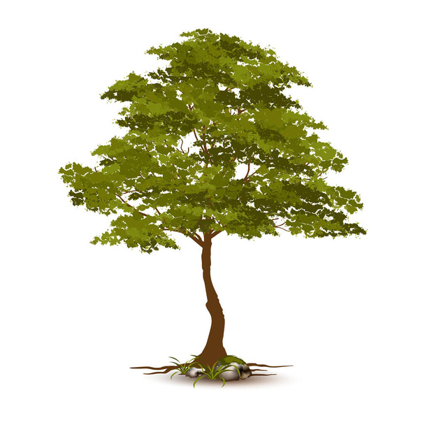 Illustrazione Albero realistico isolato su sfondo bianco - Vettore.Può essere utilizzato per progettare loghi o carte degli alberi, così come sfondi prominenti nella vostra arte. - Vettoriali, immagini