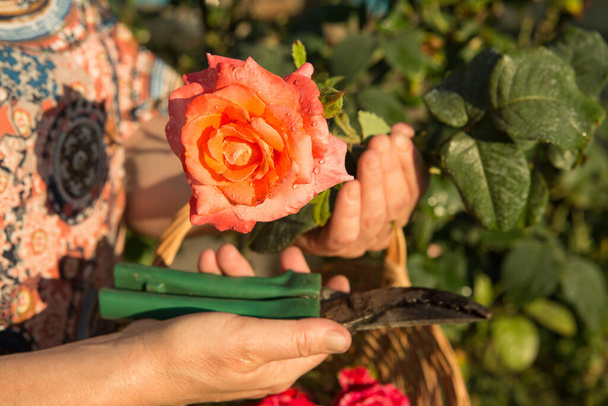 Cura delle rose durante la fioritura. La donna taglia i fiori che sono sbocciati. Le mani delle donne. - Foto, immagini