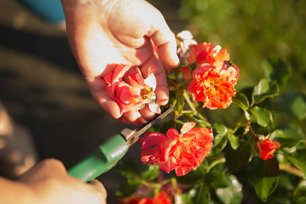 Pflege von Rosen während der Blüte. Die Frau schneidet die Blumen ab, die geblüht haben. Frauenhände. - Foto, Bild