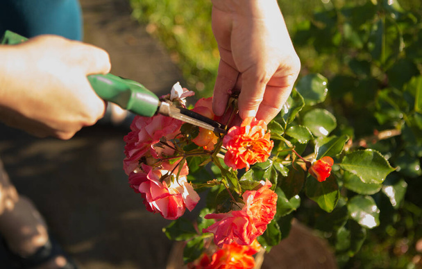 Zorg voor rozen tijdens de bloei. De vrouw snijdt de bloemen af die hebben gebloeid. Vrouwenhanden. - Foto, afbeelding