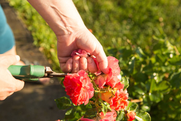 Φροντίδα για τριαντάφυλλα κατά την ανθοφορία. Η γυναίκα κόβει τα λουλούδια που άνθισαν. Γυναικεία χέρια. - Φωτογραφία, εικόνα
