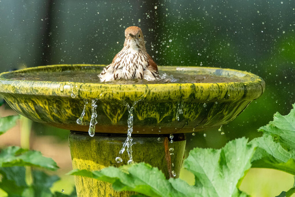 Brown Thrasher songbird splashing in backyard birdbath. Horizontal outdoor photograph - Fotó, kép