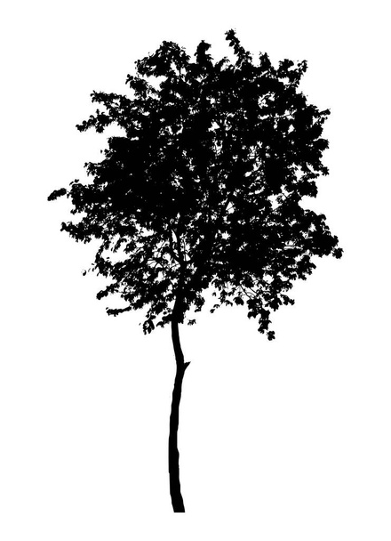 silhouette albero isolato su sfondo bianco. - Vettoriali, immagini
