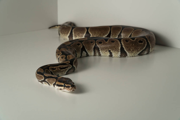 Royal python snake on white background - Fotoğraf, Görsel