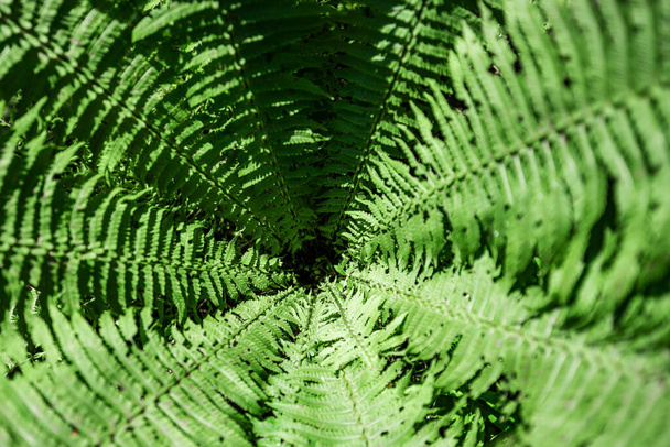 Fern in the forest as a background. Flower plants outdoors. Beautiful green color. - Фото, зображення