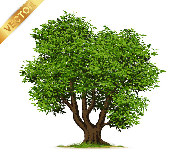 Beyaz Arkaplanda İzole Gerçekçi Ağaçlar - Vektör, Görsel