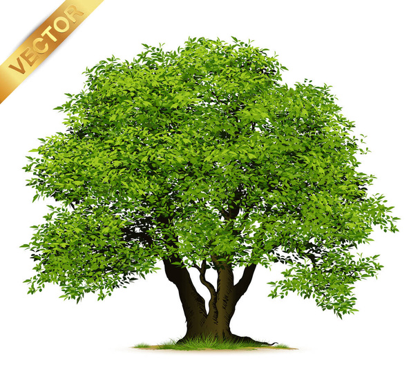 Beyaz Arkaplanda İzole Gerçekçi Ağaçlar - Vektör, Görsel