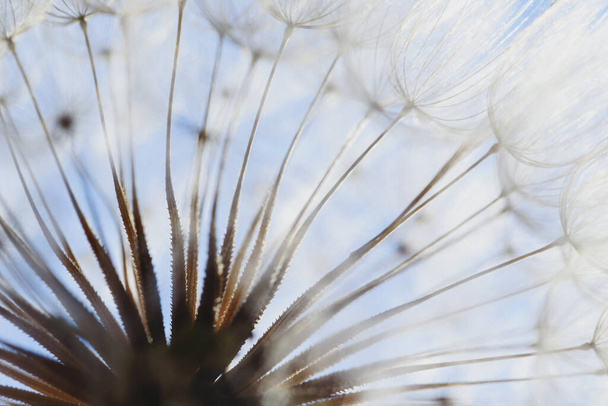 dandelion at sunset . Freedom to Wish. Dandelion silhouette fluffy flower on sunset sky. Seed macro closeup. Soft focus. Goodbye Summer. Hope and dreaming concept. Fragility. Springtime - Fotó, kép