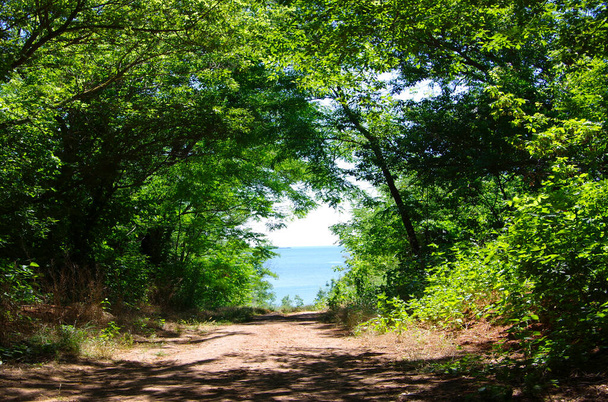 The road to the sea through dense thickets. - Photo, Image