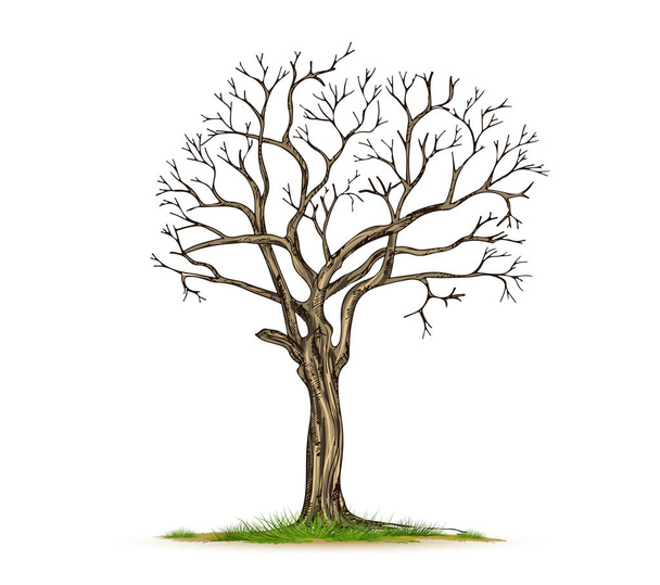 Dode boom geïsoleerd met witte achtergrond - Vector, afbeelding