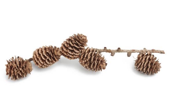 branch with dry cones of Japanese larch isolated on a white background, Kempfer larch - Photo, Image