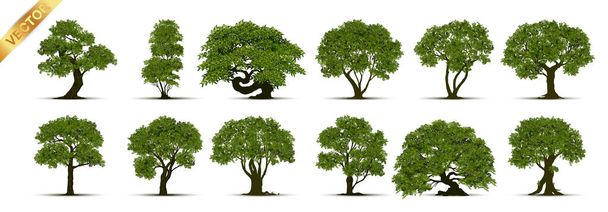 Schöner Baum auf weißem Hintergrund - Vektor, Bild