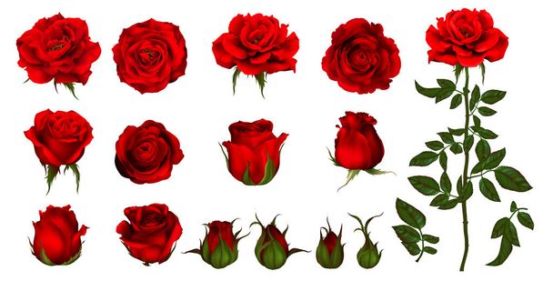 Rózsa virág készlet virágzó növény. Kerti rózsa elszigetelt ikon vörös virág, szirom és rügy zöld szár és levél romantikus virágdíszítés, esküvői csokor és Valentin-napi üdvözlő kártya  - Vektor, kép