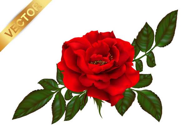 Gyönyörű csokor vörös rózsákkal és levelekkel. Virágos elrendezés.design üdvözlőlap és meghívó az esküvő, születésnap, Valentin-nap, anyák napja és egyéb ünnep. - Vektor, kép