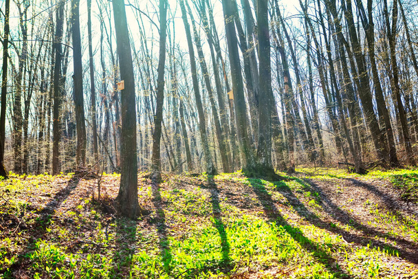Forest in the early spring . Woodland with sunlight and shadows  - Photo, Image